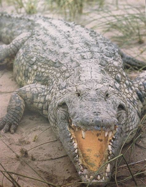 nile crocodile weight